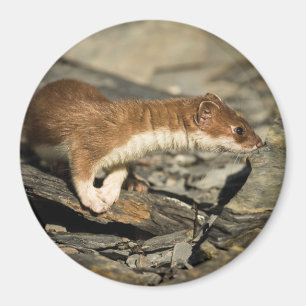 Imán Sniffing Weasel