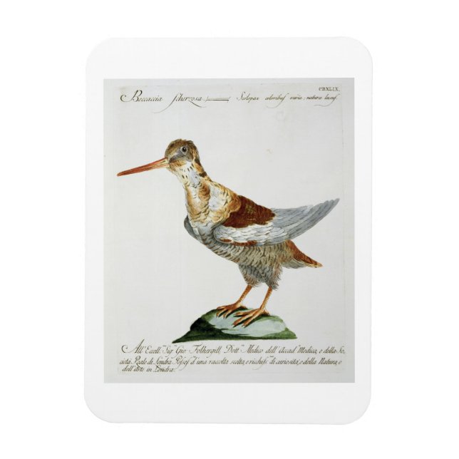 Imán Snipe, c.1767-76 (grabado a mano) (Vertical)