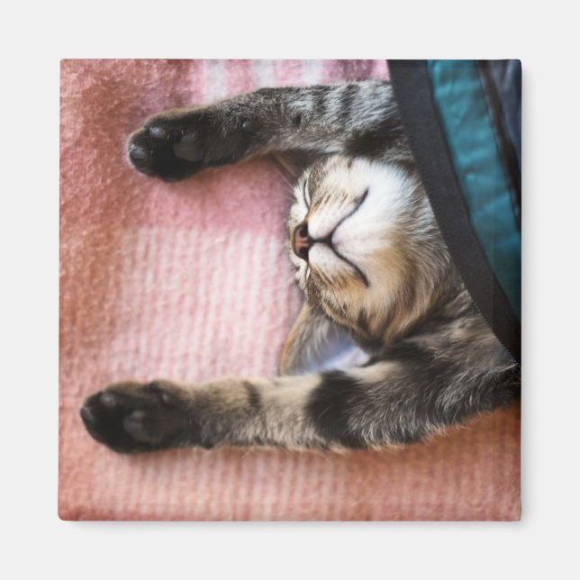 Imán Snoozing Kitten (Frente)