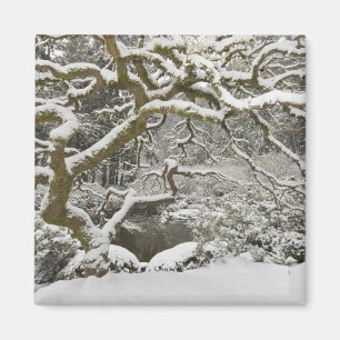 Imán Snow-covered Japanese maple