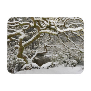 Imán Snow-covered Japanese maple