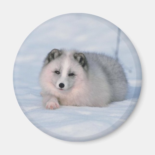 Imán Snow Fox (Frente)