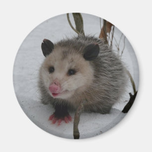 Imán Snow Possum