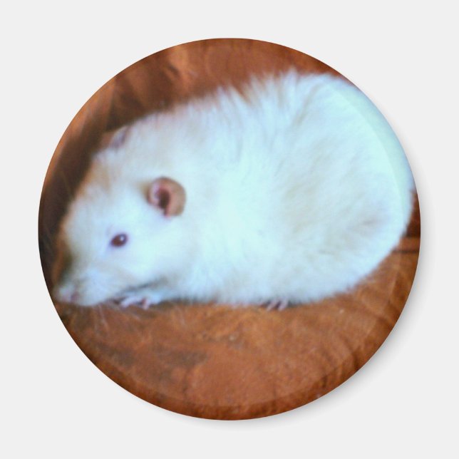 Imán Snowball White Rat Magnet (Frente)