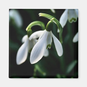 Imán Snowdrops