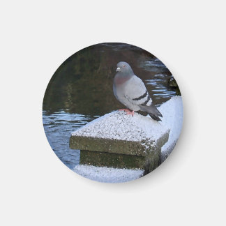 Imán Snowowley Pigeon Magnet