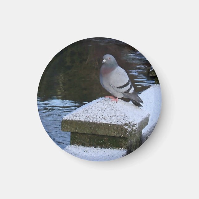 Imán Snowowley Pigeon Magnet (Frente)