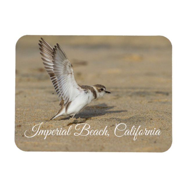 Imán Snowowy Plover Stretch Imperial Beach California (Horizontal)