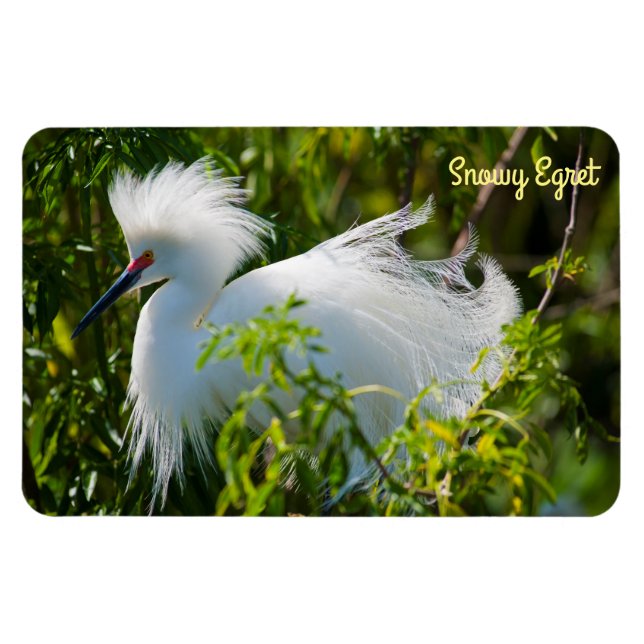 Imán Snowy Egret (Horizontal)
