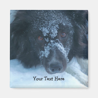 Imán Snowy Facing Border Collie Cute Dog