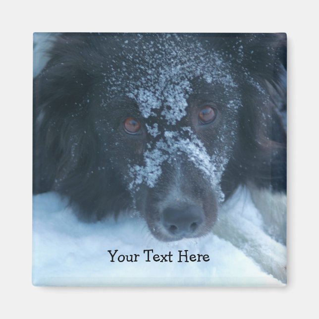 Imán Snowy Facing Border Collie Cute Dog (Frente)
