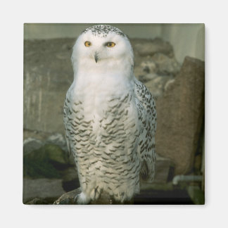 Imán Snowy Owl