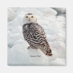 Imán Snowy Owl