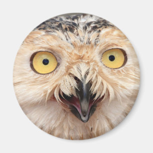 Imán Snowy Owl