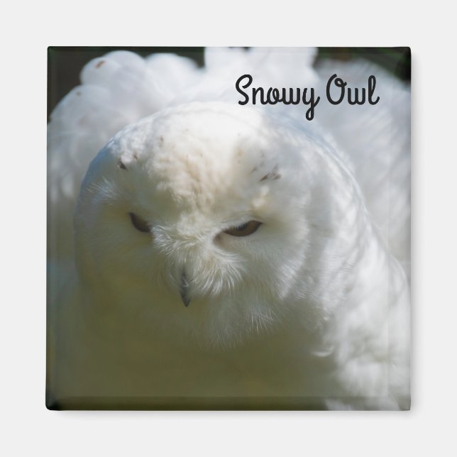 Imán Snowy Owl (Frente)