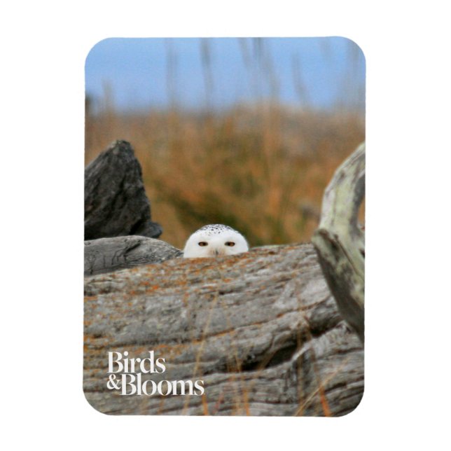 Imán Snowy Owl (Vertical)