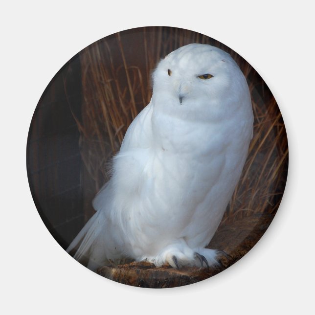 Imán Snowy Owl (Frente)