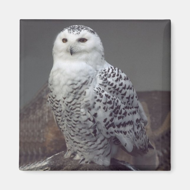 Imán Snowy Owl (Frente)