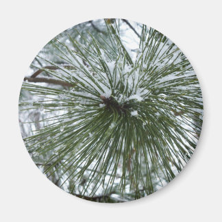 Imán Snowy Pine Needles Winter Nature Photography