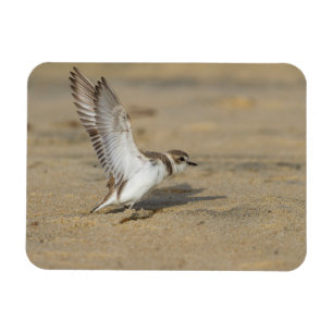 Imán Snowy Plover Stretch