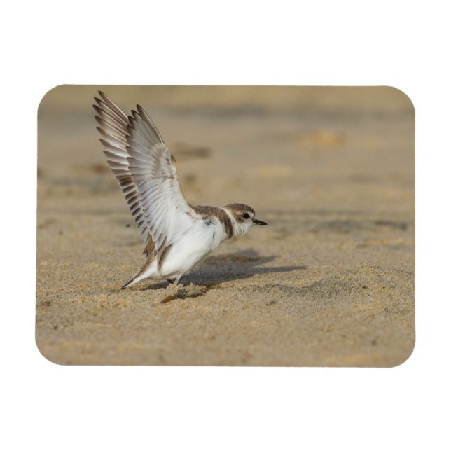 Imán Snowy Plover Stretch (Horizontal)