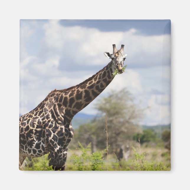 Imán Sobre el safari en Tanzania, África (Frente)