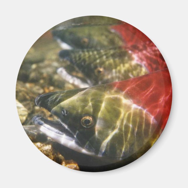 Imán Sockeye Salmon (Frente)