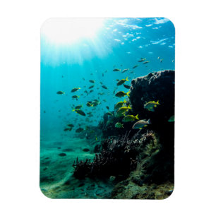 Imán Sol y pescados tropicales