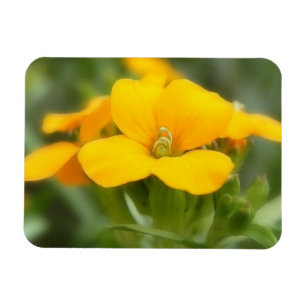 Imán Sola floración - Wallflower