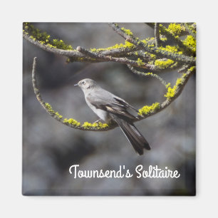 Imán Solitario de Townsend