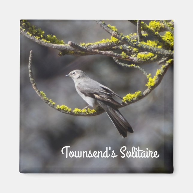 Imán Solitario de Townsend (Frente)