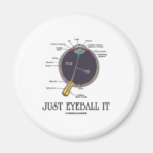 Imán Sólo Eyeball It (Aproximación De Anatomía De Oj