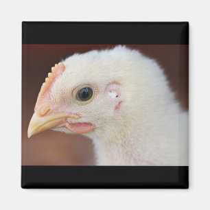 Imán solo pollito