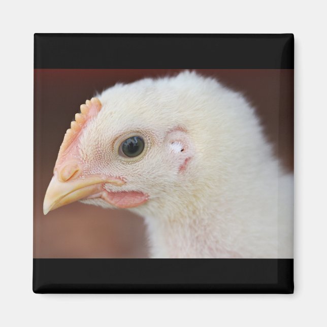 Imán solo pollito (Frente)