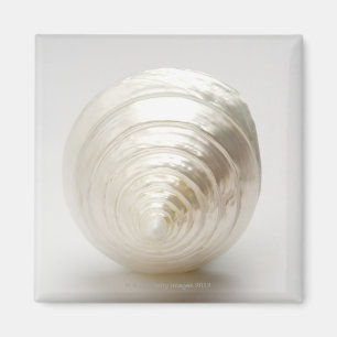 Imán Solo seashell espiral