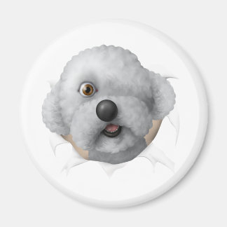 Imán solomon chestburster