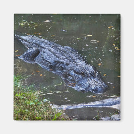 Imán Sombra en las aguas poco profundas