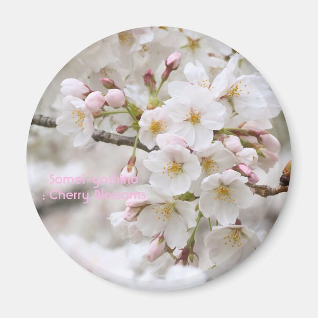 Imán Somei-yoshino: Flores de cerezo [imán circular] (Frente)