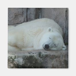 Imán Soñando con los Icebergs