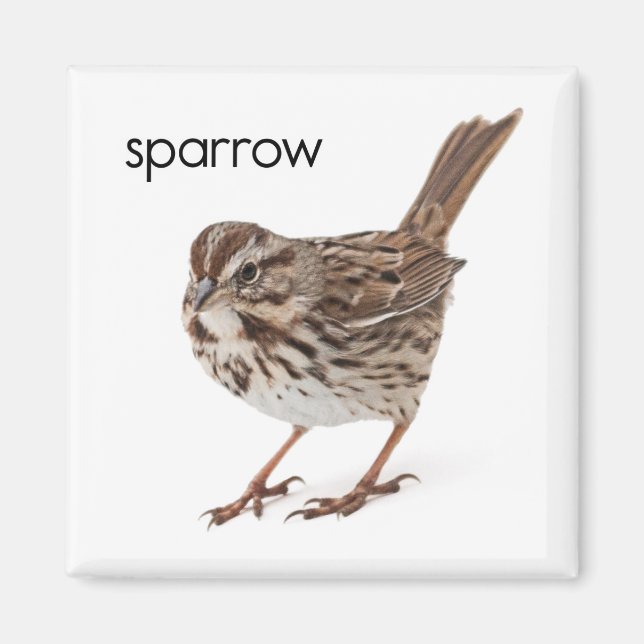Imán Song Sparrow (Frente)