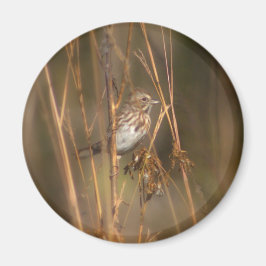 Imán Song Sparrow Magnet