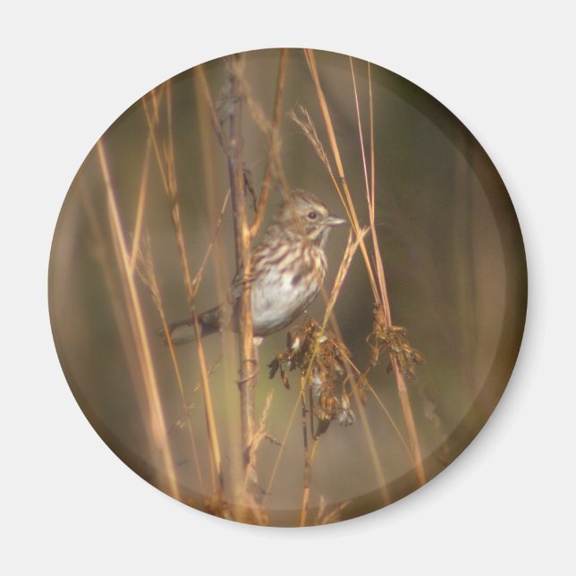 Imán Song Sparrow Magnet (Frente)
