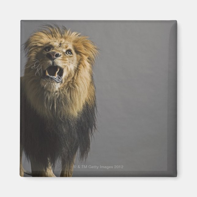 Imán Sonora de leones (Frente)