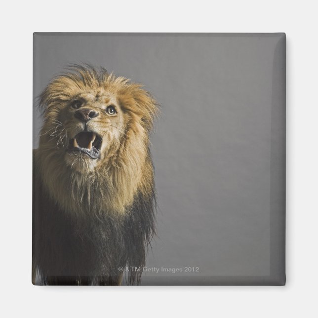 Imán Sonora de leones (Frente)