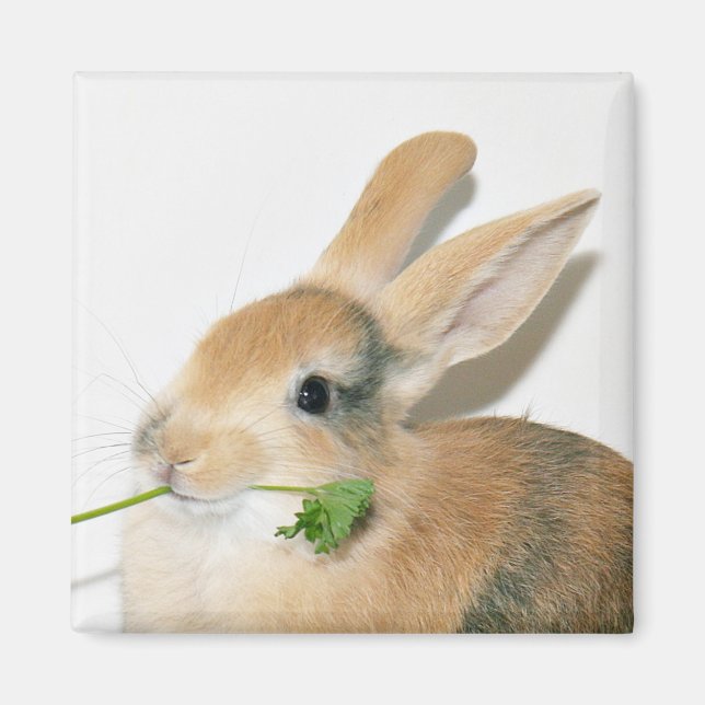 Imán Sonríe cuando se come eso (Frente)