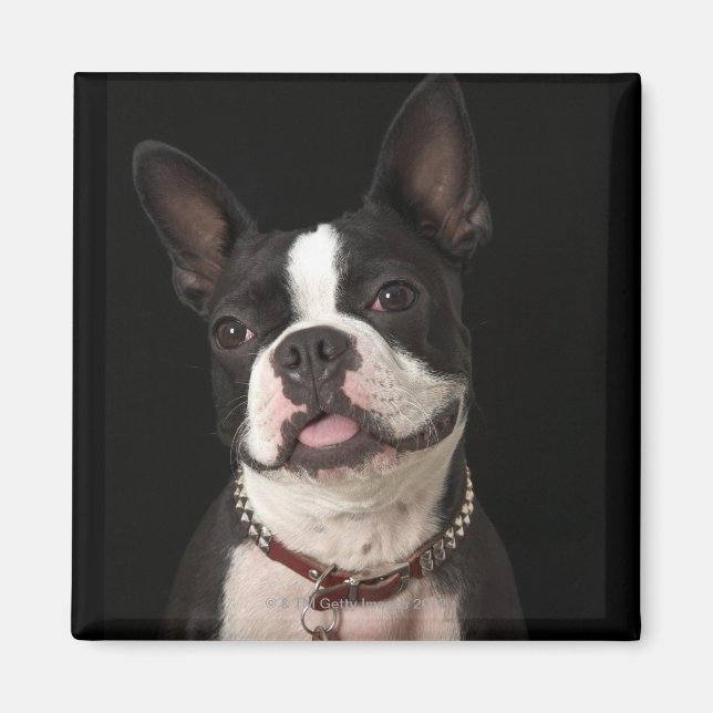 Imán Sonriente Boston terrier con cuello (Frente)