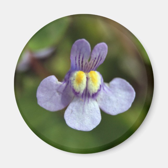 Imán sonrisa burlona (Frente)