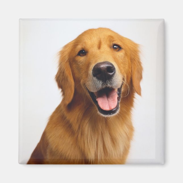 Imán Sonrisa de Golden Retriever (Frente)