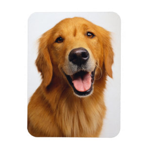 Imán Sonrisa de Golden Retriever