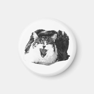 Imán Sonrisa de imán, Pop Felino